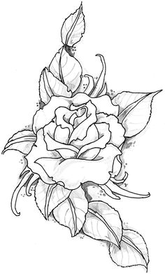 Drawing Of Rose Bush 136 Best Roses to Color Images Coloring Pages Coloring Books