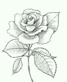 Drawing Of Rose Leaf 47 Best Roses Images Pencil Drawings Art Drawings Drawing S