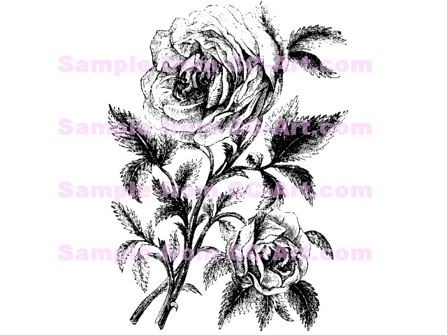 Drawing Of Rose Of Sharon Rose Of Sharon Sketch Tattoo Rose Of Sharon Tattoos Rose
