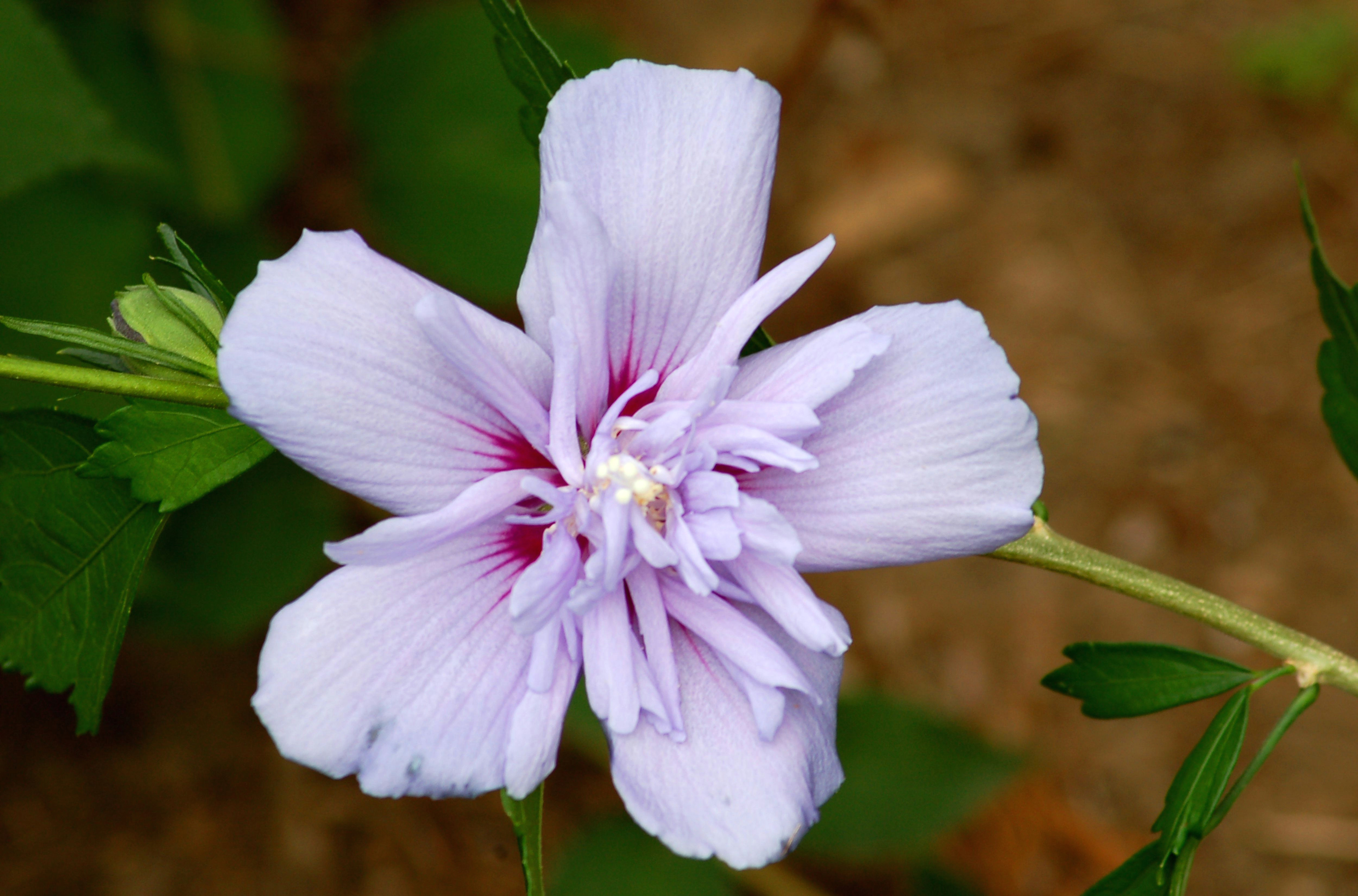 Drawing Of Rose Of Sharon Rose Of Sharon Tree Savior Of Late Summer Landscaping