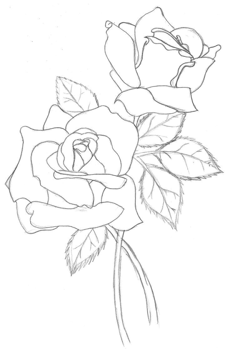 Drawing Of Rose Outline Pin by Teresa Zaja Cka On Sketchnoting Wybrane Drawings Coloring