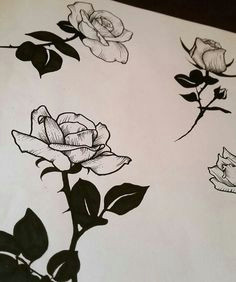 Drawing Of Rose Student 29 Best Rose Drawings Images 3 Roses Tattoo Rose Drawings Tattoo