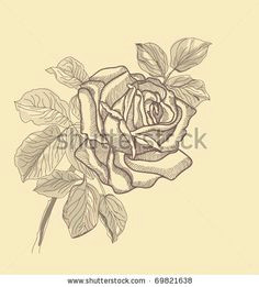 Drawing Of Rose Student 86 Best Drawing Flowers Images Pencil Drawings Drawing Flowers