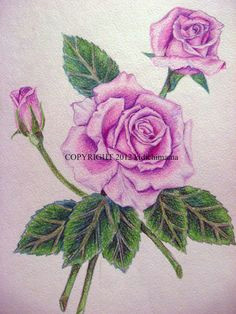 Drawing Of Rose with Colour 51 Best Flowers Images Watercolor Painting Flower Designs Pencil