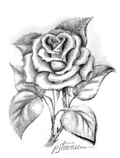 Drawing Of Rose with Pencil 86 Best Drawing Flowers Images Pencil Drawings Drawing Flowers