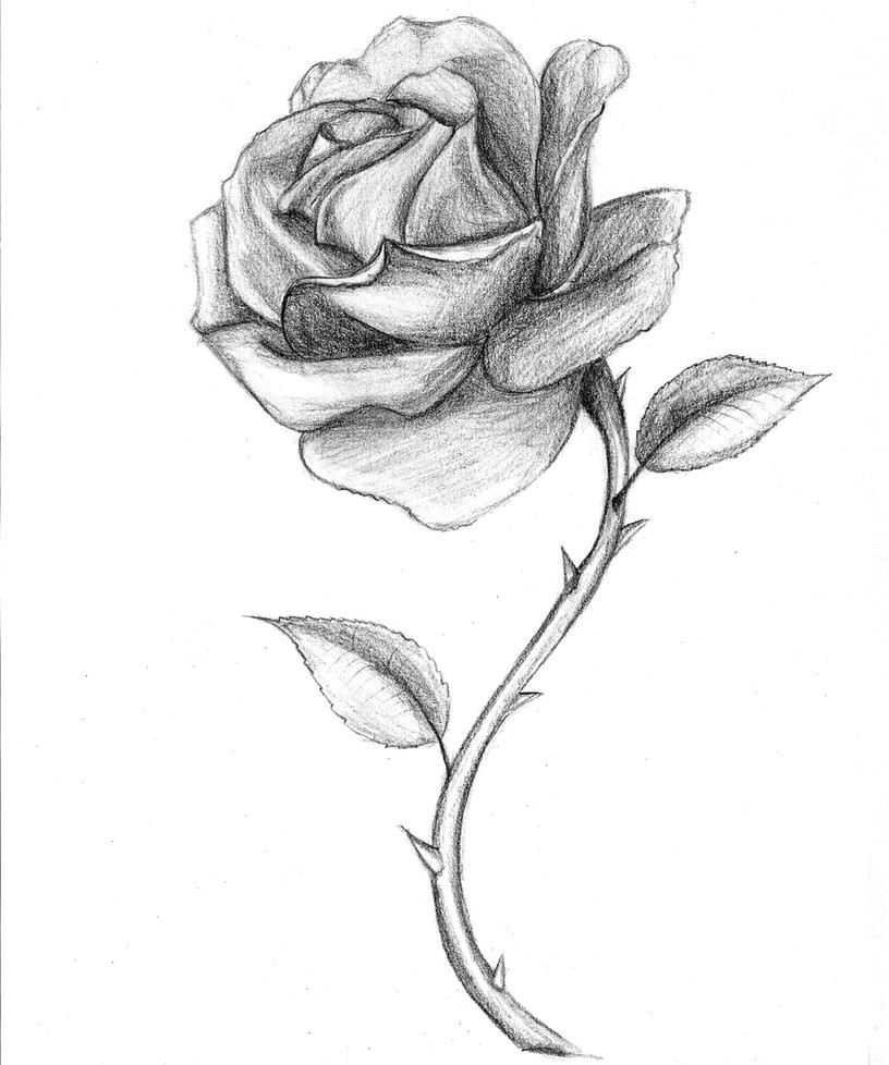 Drawing Of Rose with Stem Dongetrabi Black Rose Drawing Images