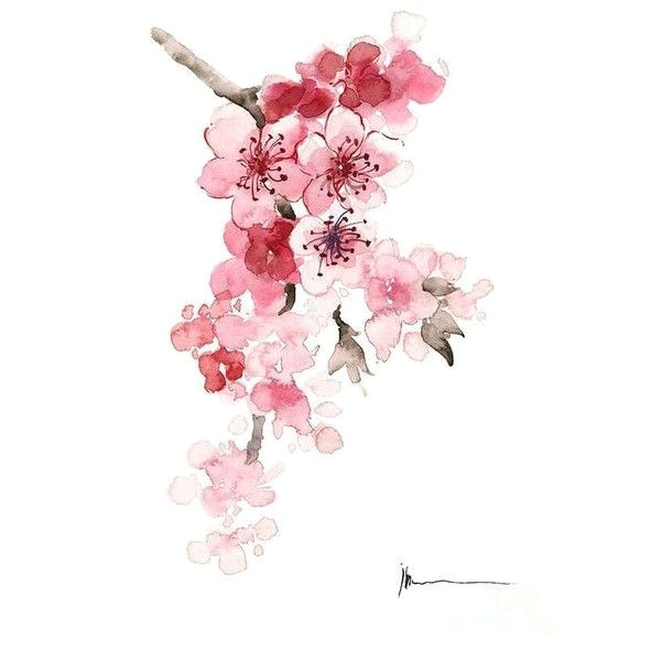 Drawing Of Sakura Flower Painting Drawing A Liked On Polyvore Featuring Home Home Decor