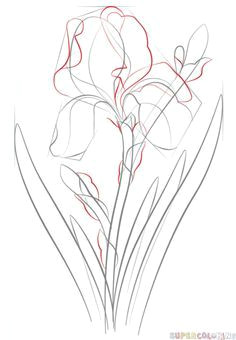Drawing Of Sampaguita Flower 295 Best Drawing Step by Step Images In 2019 Drawing Art Painting