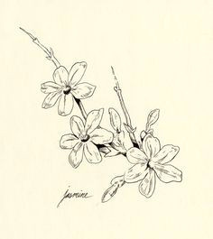Drawing Of Sampaguita Flower 37 Best Sampaguita Images Arabian Jasmine Beautiful Flowers