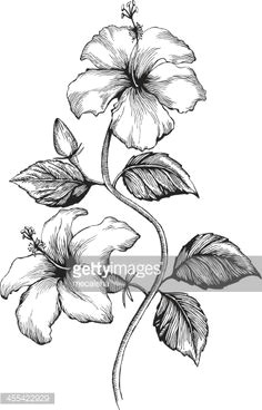 Drawing Of Shoe Flower 11 Best Hibiscus Drawing Images In 2019 Hibiscus Drawing Hibiscus