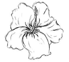 Drawing Of Shoe Flower 11 Best Hibiscus Drawing Images In 2019 Hibiscus Drawing Hibiscus