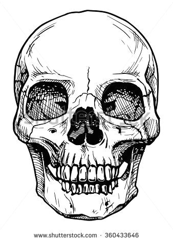 Drawing Of Skull Head Vector Black and White Illustration Of Human Skull with A Lower Jaw