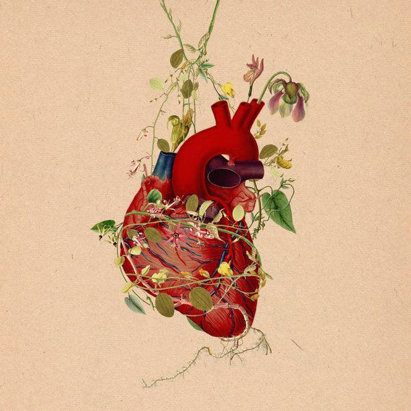 Drawing Of Strawberry Heart Heart Muscle Entwined Botanics Art Pinterest Heart Anatomical