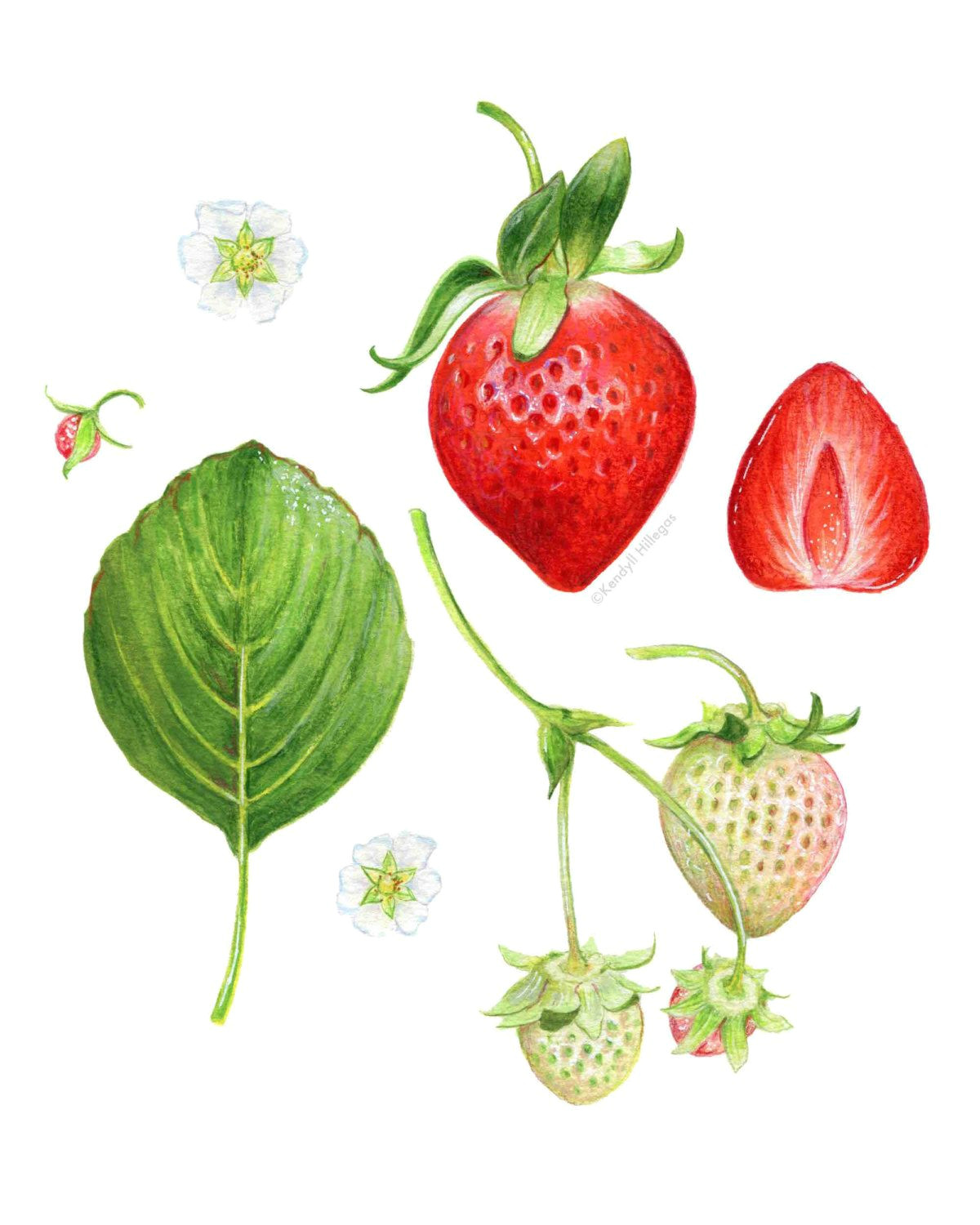 Drawing Of Strawberry Heart Strawberry Anatomy Botanical Illustration by Kendyllhillegas