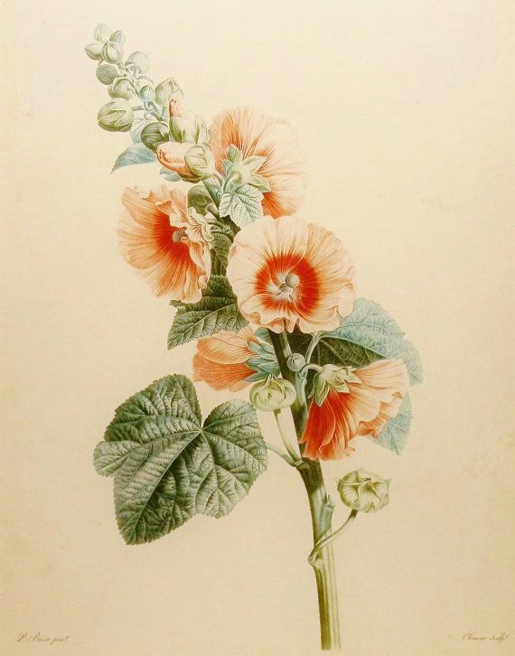 Drawing Of Summer Flowers Botanical Illustration Hollyhock Summer Flower Print Pink Peach