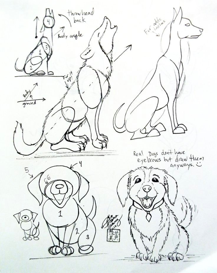 Drawing Of the Back Of A Dog How to Draw A Dog Yahoo Image Search Results Drawing Tips