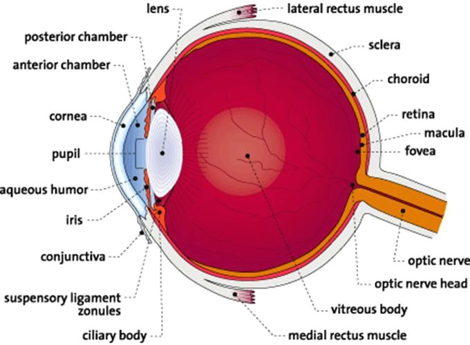 Drawing Of the Eye and Its Parts 121 Best Eye Anatomy Images Eye Anatomy Eyeball Anatomy Eyes