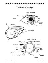 Drawing Of the Eye and Its Parts 16 Best Model Eye Ball Images Human Eye Eye Anatomy Eyes