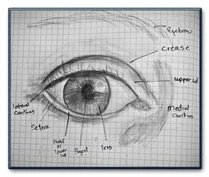 Drawing Of the Eye and Its Parts 303 Best Drawing Eyes Images Drawing Faces Drawing Techniques