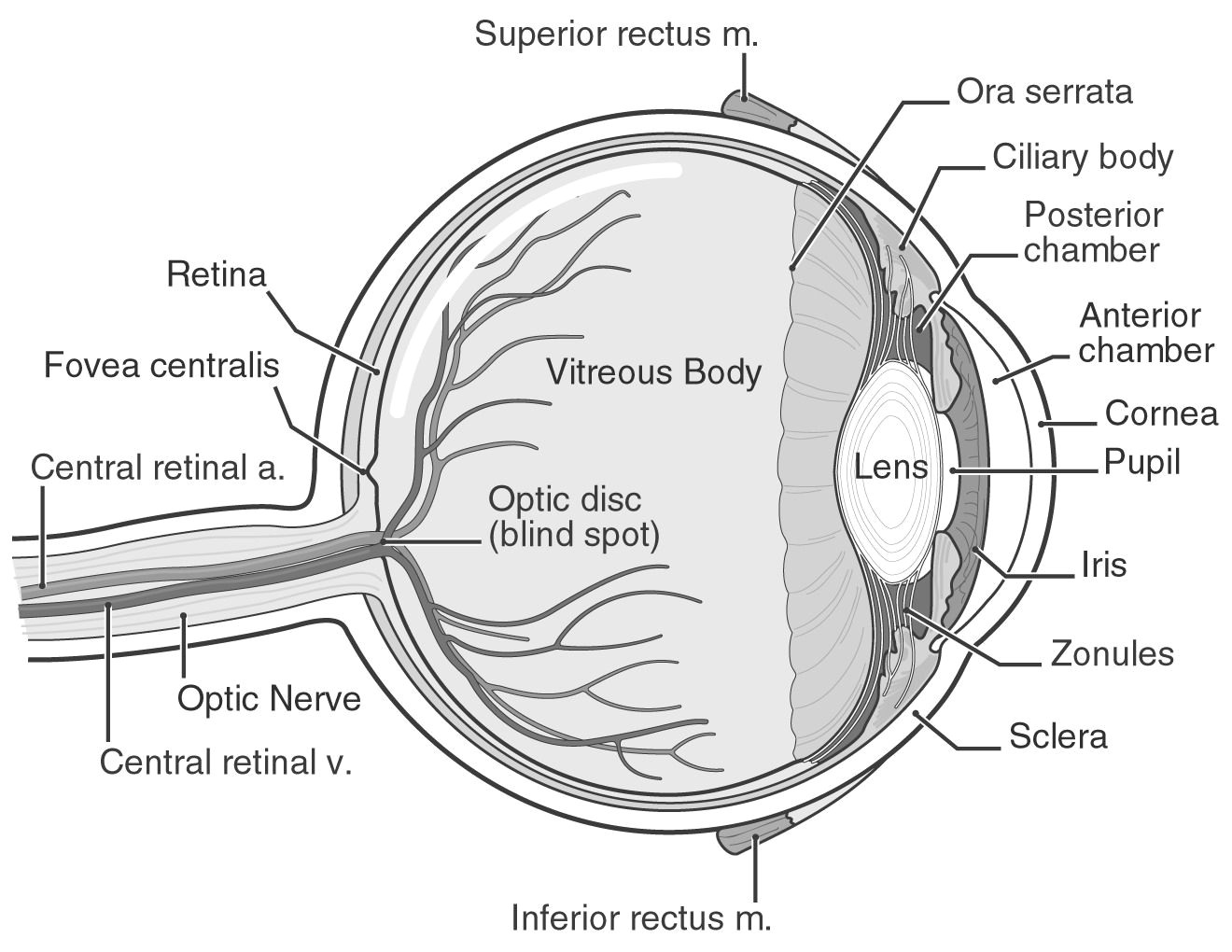 Drawing Of the Eye and Labeled 121 Best Eye Anatomy Images Eye Anatomy Eyeball Anatomy Eyes