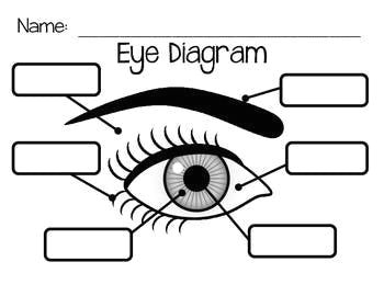 Drawing Of the Eyes and Label 121 Best Eye Anatomy Images Eye Anatomy Eyeball Anatomy Eyes
