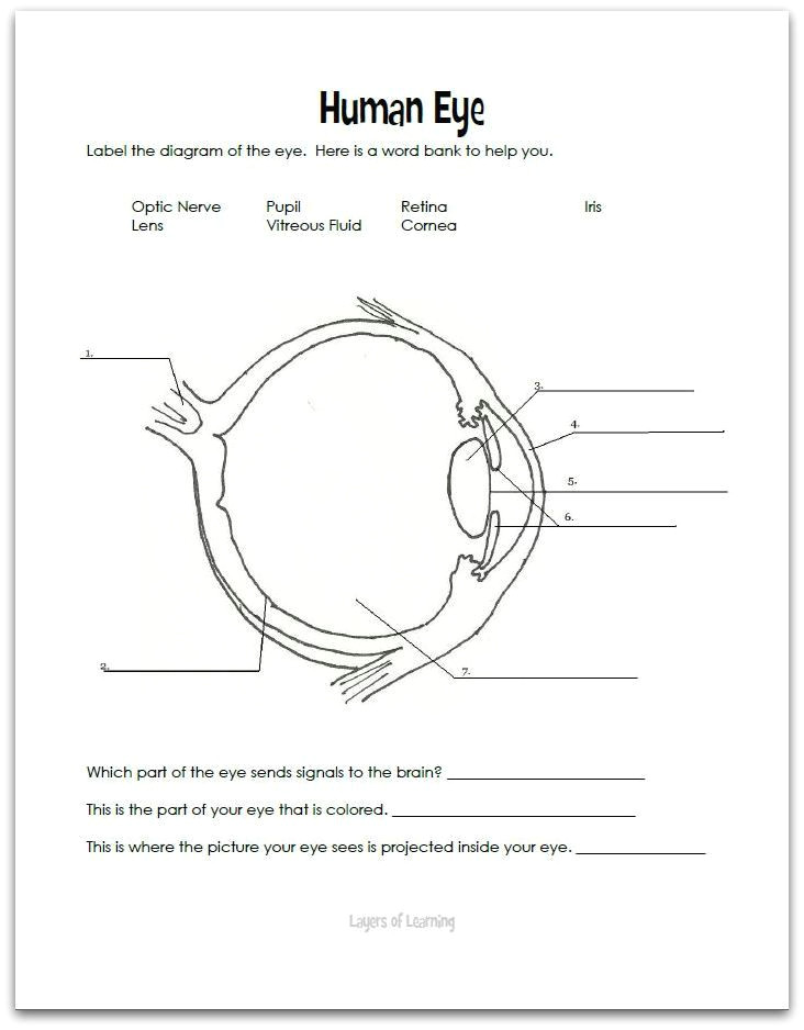 Drawing Of the Eyes and Label 121 Best Eye Anatomy Images Eye Anatomy Eyeball Anatomy Eyes