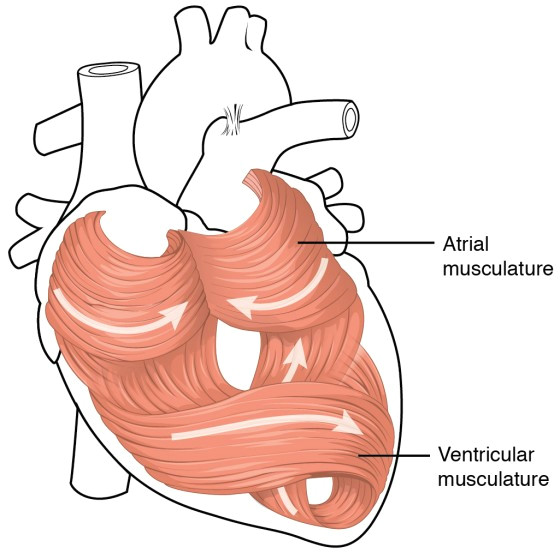 Drawing Of the Heart Anatomy Heart Anatomy Anatomy and Physiology Ii