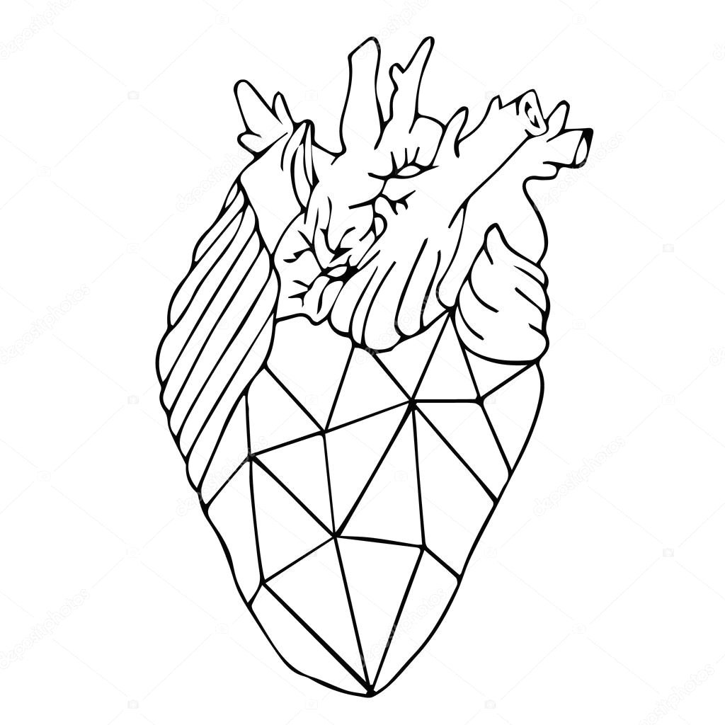 Drawing Of the Heart Anatomy Heart Vector Illustration Human Heart Heart Icon Heart Logo