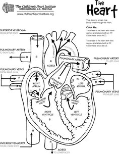 Drawing Of the Heart and Its Parts 134 Best Human Body Activities for Kids Images Teaching Science