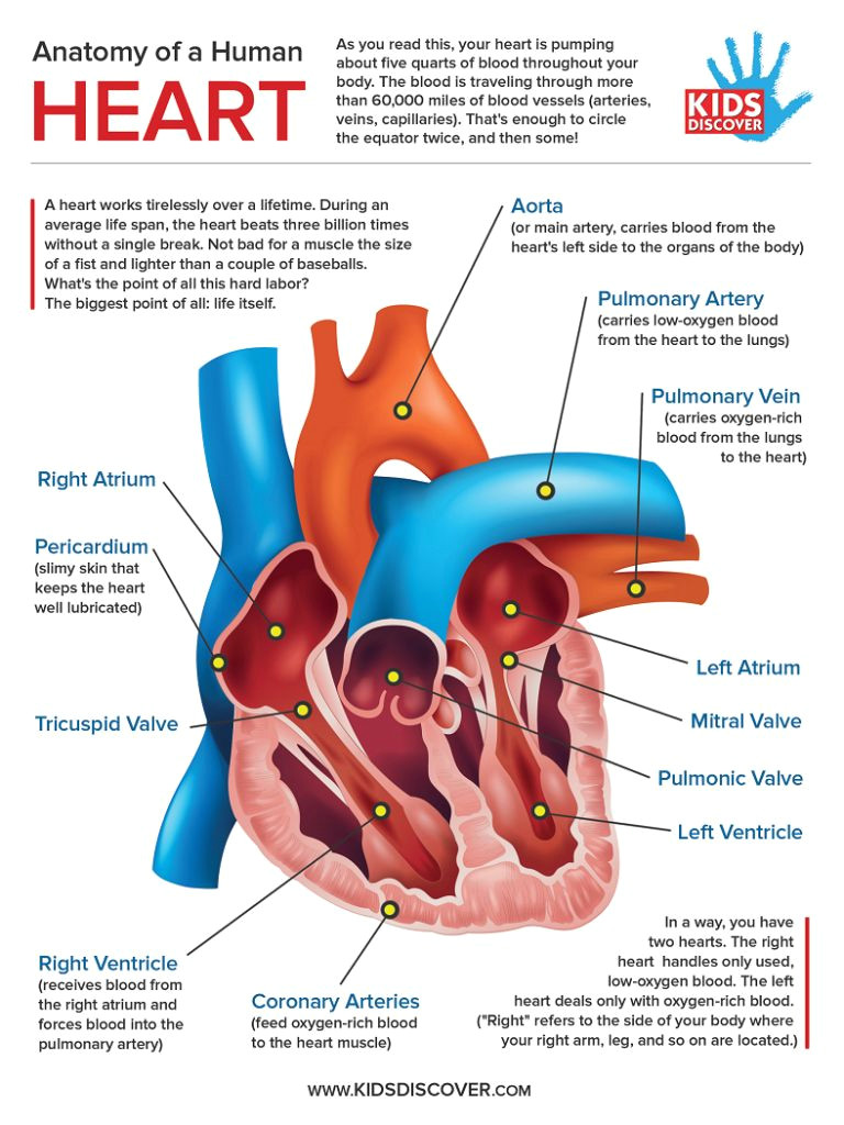 Drawing Of the Heart and Its Parts Human Cardiac Anatomy Human Anatomy Drawing Science Human Body
