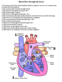 Drawing Of the Heart and Labels 10 Facts About the Human Heart Anatomy Physiology Anatomy