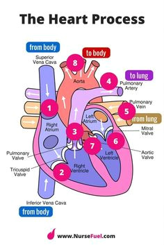 Drawing Of the Heart and Labels 10 Facts About the Human Heart Anatomy Physiology Anatomy