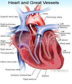 Drawing Of the Heart and Labels Pictures Of Human Heart Anatomy Anatomy Of the Human Heart 4k Ultra