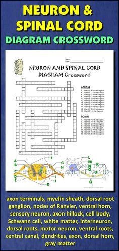 Drawing Of the Heart Crossword 23 Best My Anatomy Images Science Classroom Life Science School