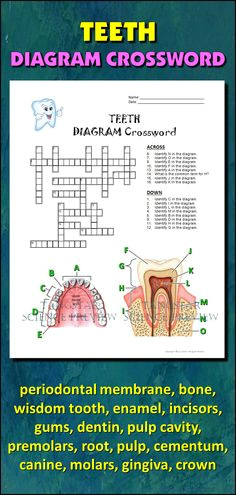 Drawing Of the Heart Crossword 23 Best My Anatomy Images Science Classroom Life Science School