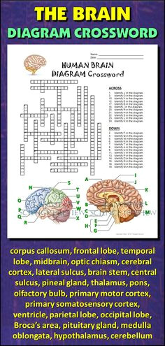 Drawing Of the Heart Crossword 23 Best My Anatomy Images Science Classroom Life Science School