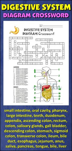 Drawing Of the Heart Crossword 23 Best My Anatomy Images Science Classroom Life Science School