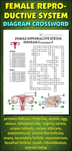 Drawing Of the Heart Crossword 23 Best My Anatomy Images Science Classroom Life Science School