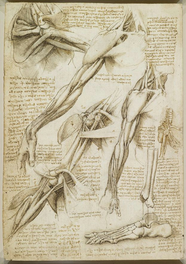 Drawing Of Three Hands A Rare Glimpse Of Leonardo Da Vinci S Anatomical Drawings Draw