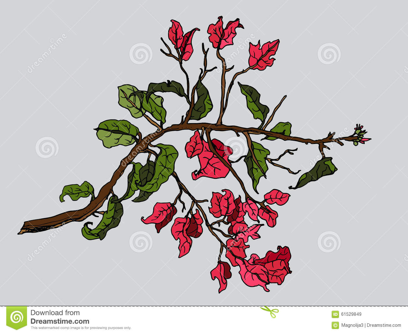 Drawing Of Tropical Flowers Red Bougainvillea Tropical Flower Stock Vector Illustration Of