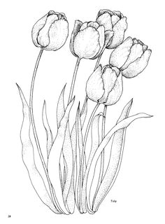 Drawing Of Tulip Flowers 359 Best Tulip Art Images Flower Art Art Flowers Artificial Flowers