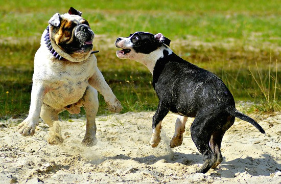 Drawing Of Two Dogs Fighting Introducing A New Puppy to Your Resident Dog