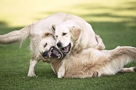 Drawing Of Two Dogs Fighting is Your Dog Fighting or Playing