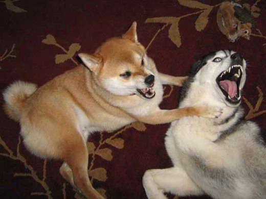 Drawing Of Two Dogs Fighting Stop Dog Aggression toward Other Dogs Pethelpful