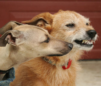 Drawing Of Two Dogs Fighting What to Do if Your Dog Bites Another Dog