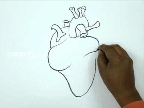 Drawing Of Two Hands Making A Heart How to Draw A Human Heart Youtube