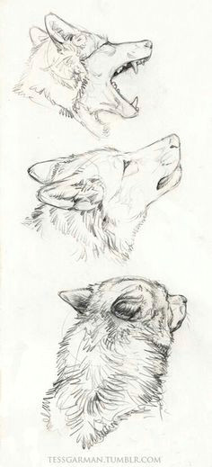 Drawing Of Vicious Wolf Die 94 Besten Bilder Von Wolfe In 2019 Wolves Werewolf Und Werewolves