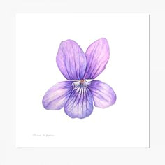 Drawing Of Violet Flower 25 Best Violet Drawings Images Violets Paint China Painting