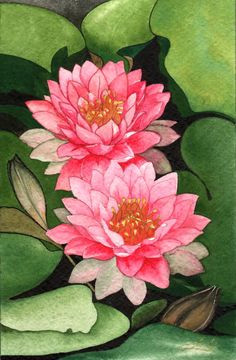 Drawing Of Water Lily Flower 646 Best Water Lilies Images Lotus Flower Water Lilies Flower Art