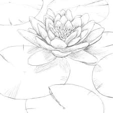 Drawing Of Water Lily Flower Image Result for Water Lily Drawing Step by Step Drawings
